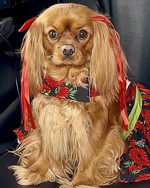 Grace Fire Lady