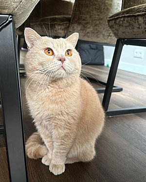 Frits
