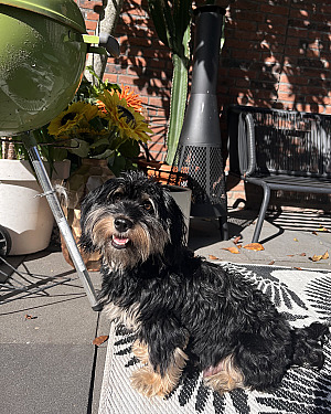 Ziva