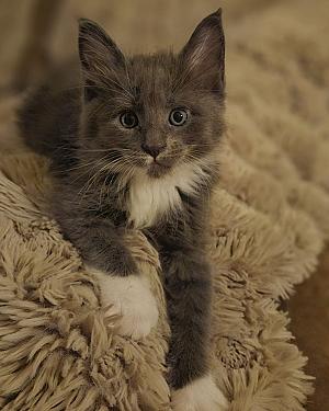 Maine coon kittens