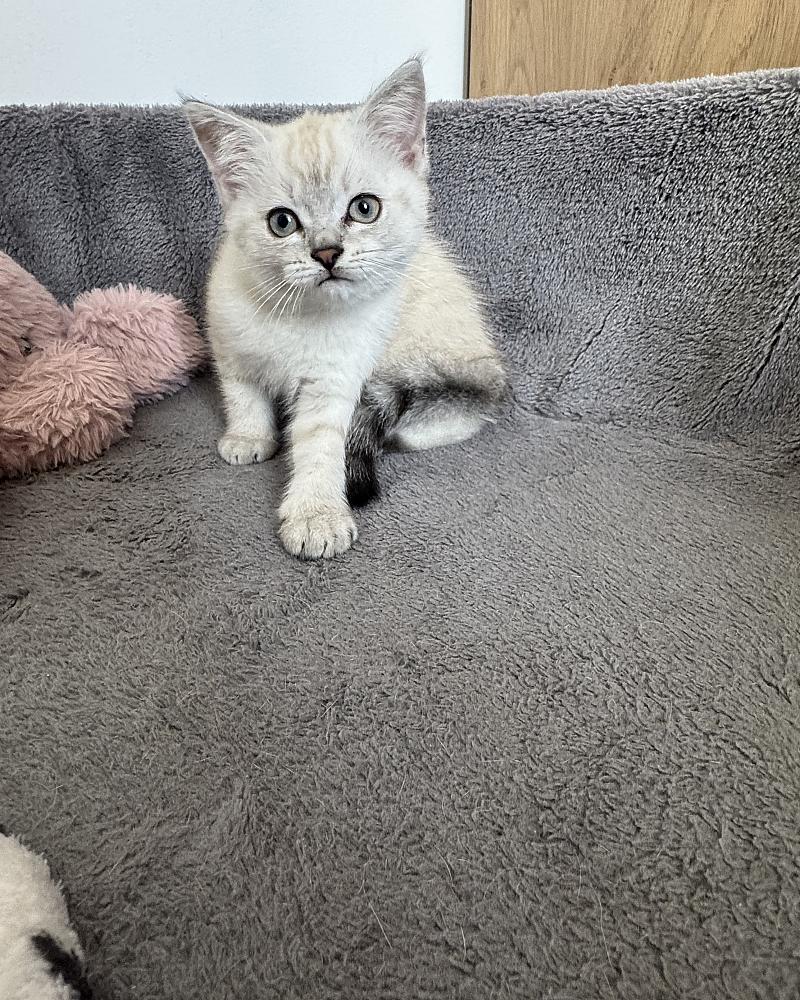 Speels en levendig poesje van 2 maanden oud zoekt een warm en liefdevol thuis. 🐱🤍