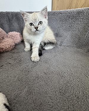 Speels en levendig poesje van 2 maanden oud zoekt een warm en liefdevol thuis. 🐱🤍