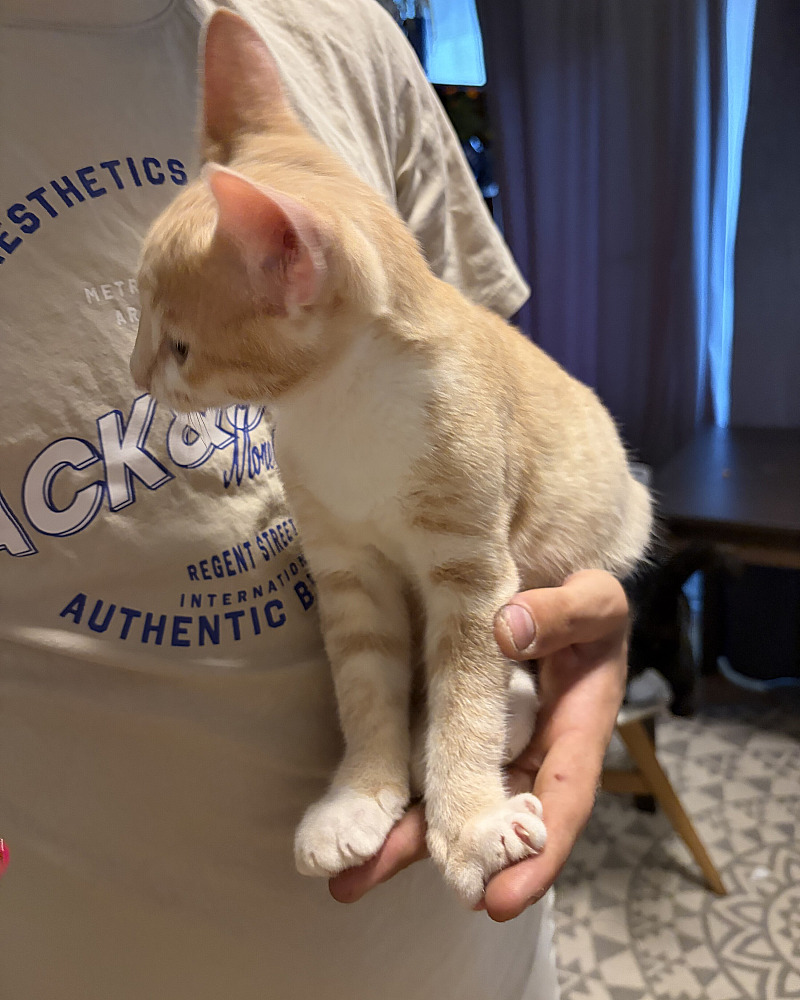 Lovely Orange Male Kitten Looking for a Loving Home 