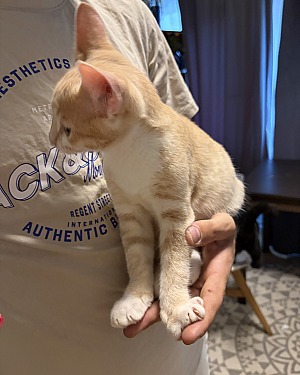 Lovely Orange Male Kitten Looking for a Loving Home 