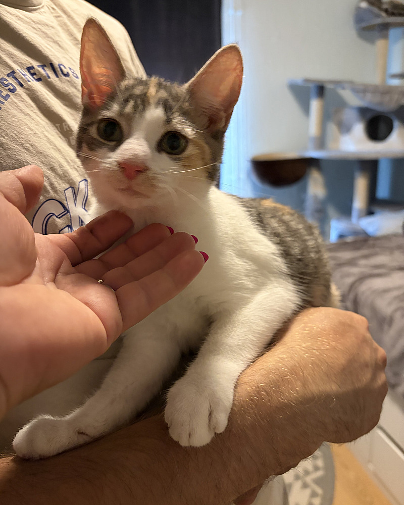 Lovely Calico Female Kitten Looking for a Loving Home
