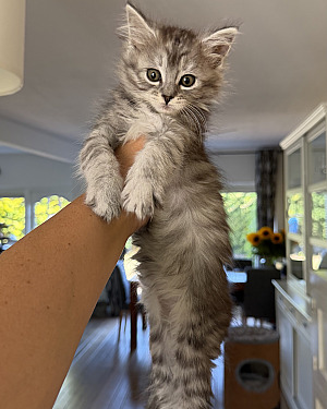 Schattige kittens zoeken een liefdevol gezin.