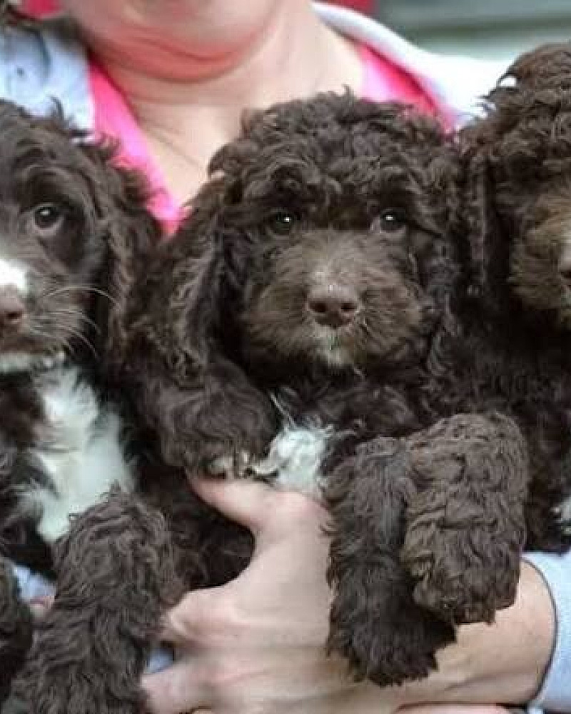 Verwacht nestje Sproodle pups