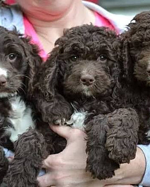 Verwacht nestje Sproodle pups