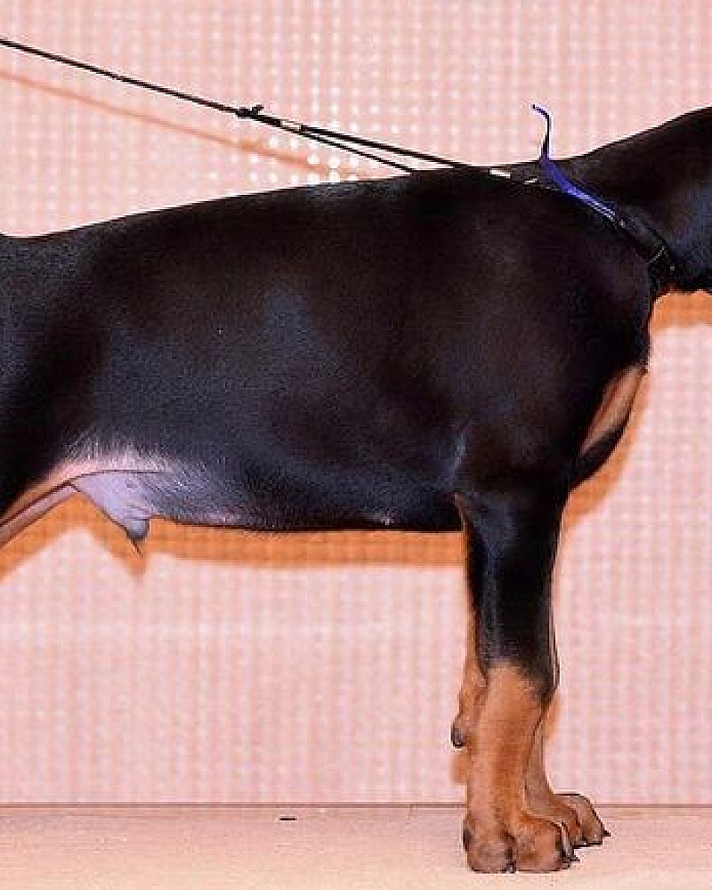 🐾 **3 raszuivere Dobermann-puppy's zoeken een liefdevol thuis** 🐾