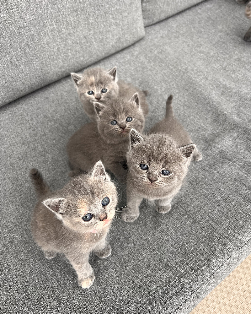Super lieve Britse Korthaar kittens