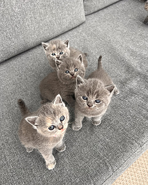 Super lieve Britse Korthaar kittens