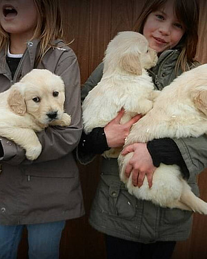 Golden Retriever-puppy's