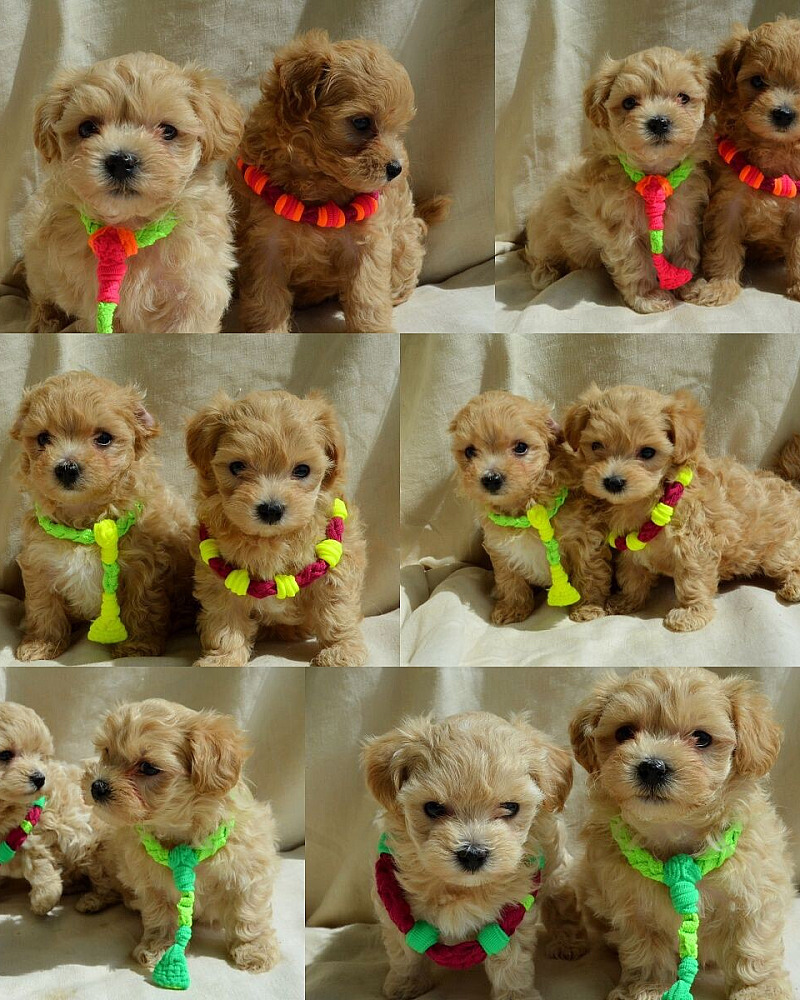 Lieve Maltipoo-puppy's, in huis opgegroeid