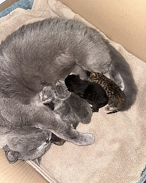 Britse Korthaar kittens geboren op 21 augustus