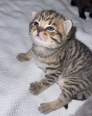 Tijger