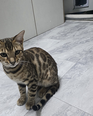 Prachtig Bengal katertje zoekt een liefdevol thuis 🐾
