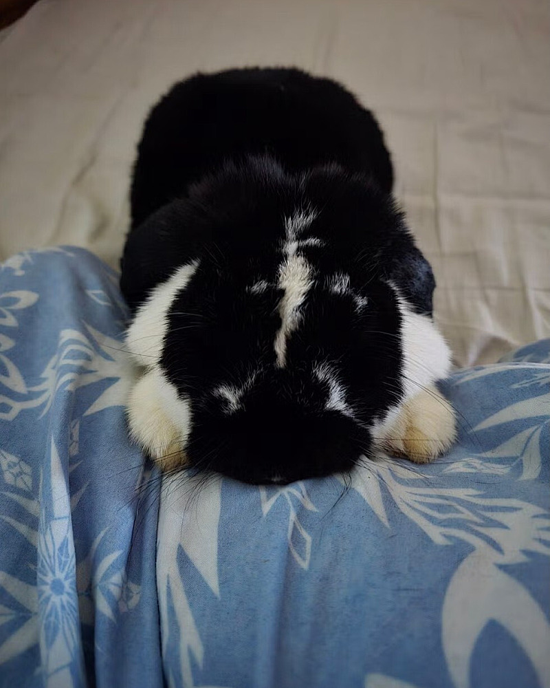 🐰 Kokos zoekt een nieuw thuis 