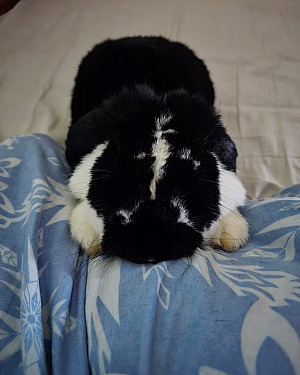 🐰 Kokos zoekt een nieuw thuis 