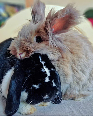 🐰 Diva zoekt een nieuw thuis
