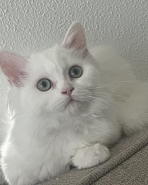 Britsekorthaar en Langhaar kittens