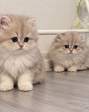 Britse langhaar kittens met stamboom