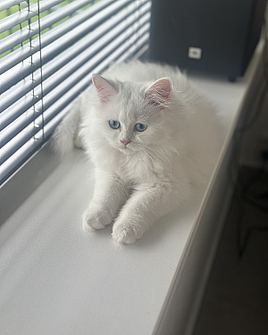 Casper