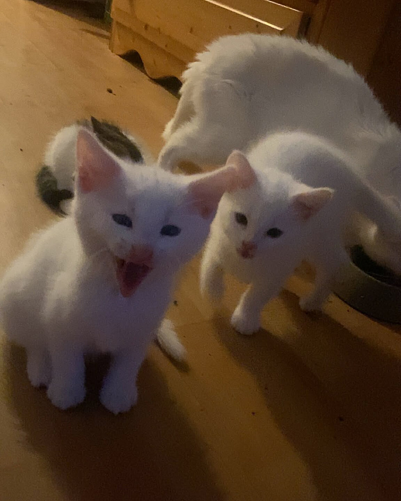 Kitten mehdi