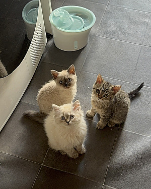 Schattig 