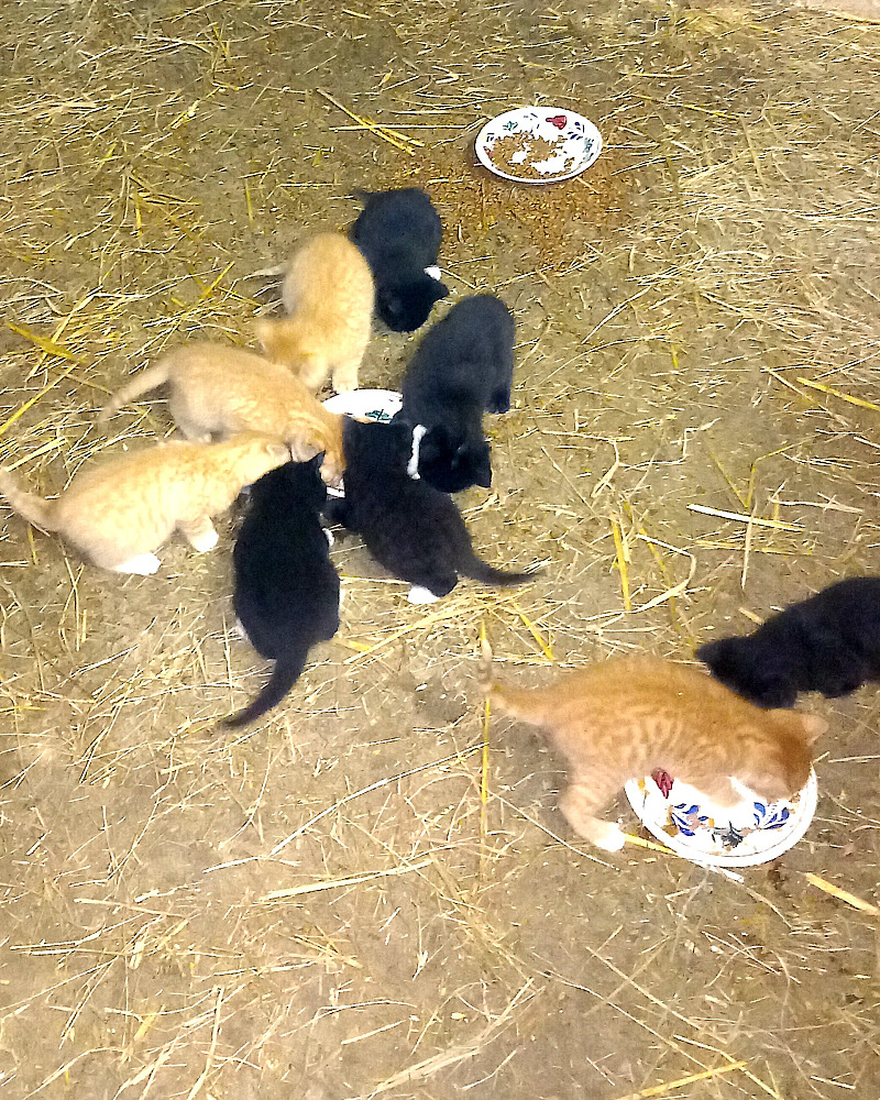 Boerderijkittens te koop