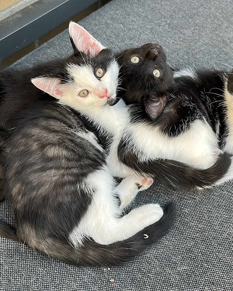  kittens zoeken een warm huisje