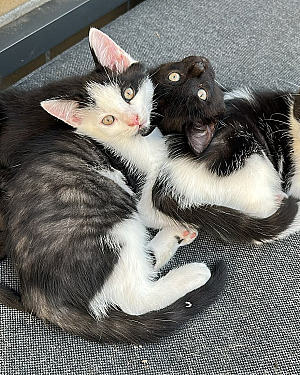  kittens zoeken een warm huisje