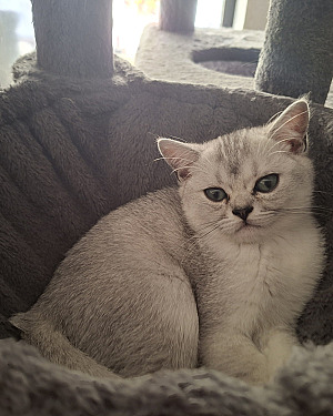 3 super mooie lieve kittens, geboren uit ouders met kampioenslijnen 