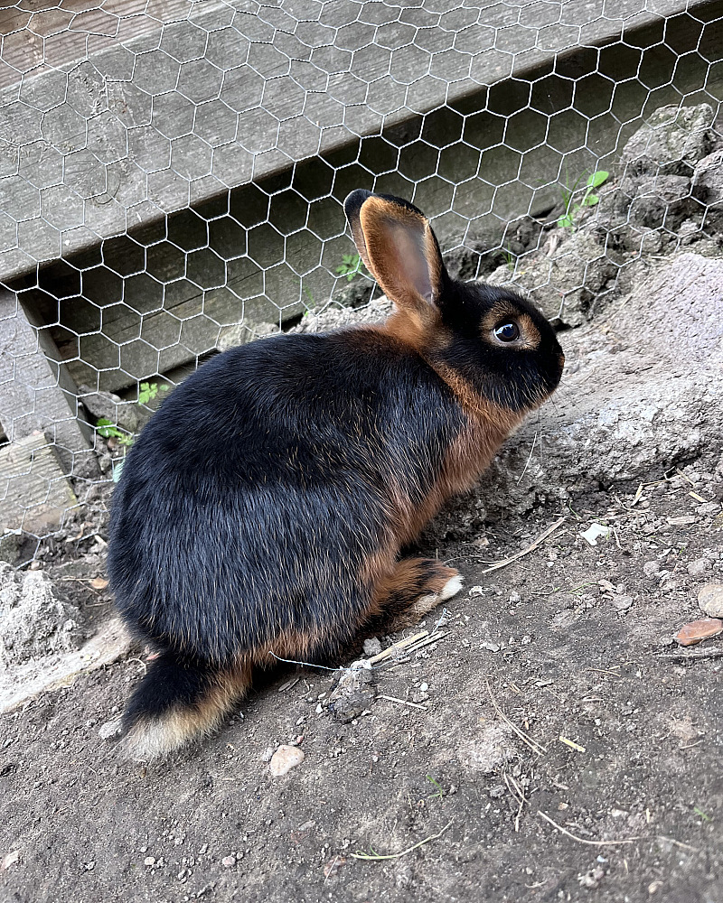 Lieve black & tan rammetjes