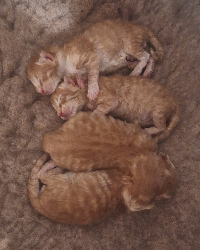 Prachtige 3/4 Maine Coon & 1/4 Noorse Boskat tijgertjes