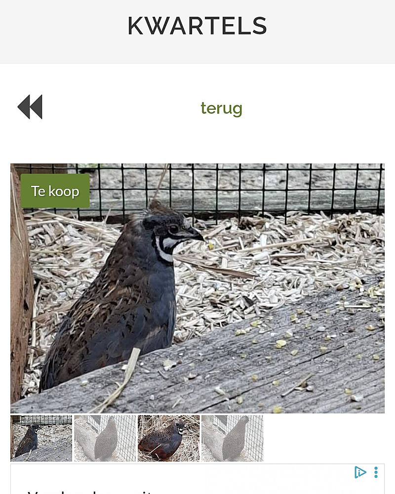 Goed tehuis voor mijn 2 kwartels
