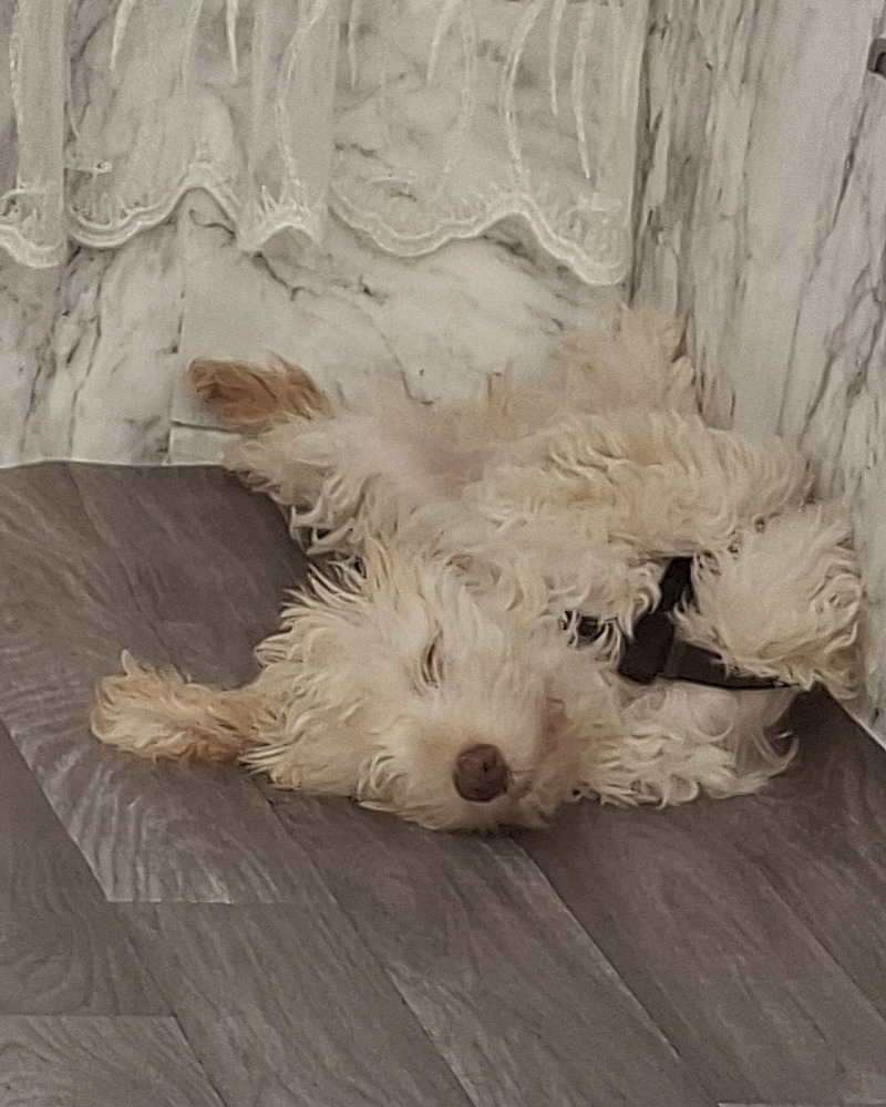 Dog for sale