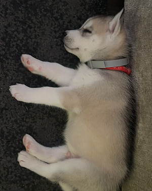 Husky’s puppy 