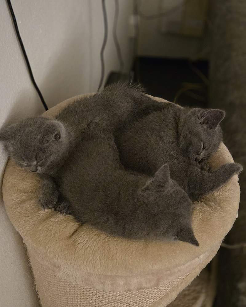 Blauwe Rus kittens – speels & lief | Vader met stamboom