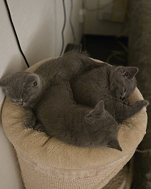 Blauwe Rus kittens – speels & lief | Vader met stamboom