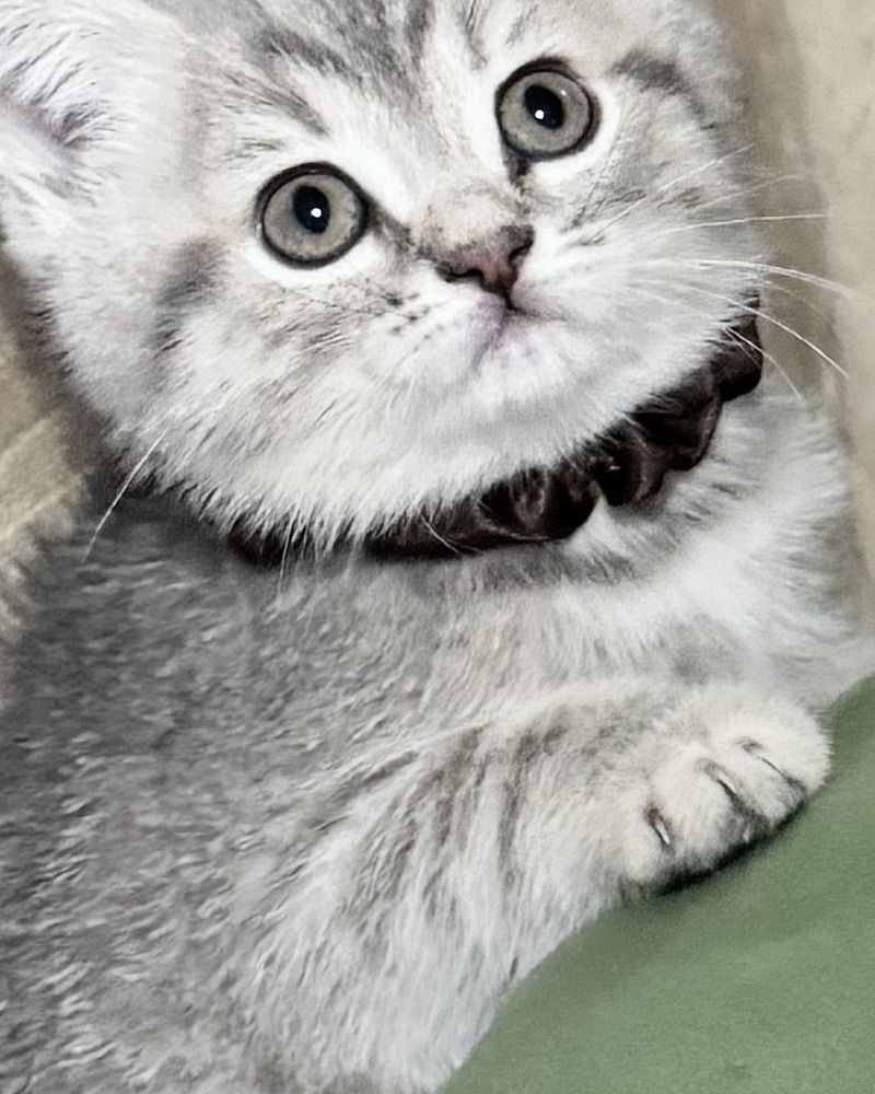 🐱 Prachtige Britse Korthaar Kittens Zoeken een Liefdevol Thuis 🐾❤️