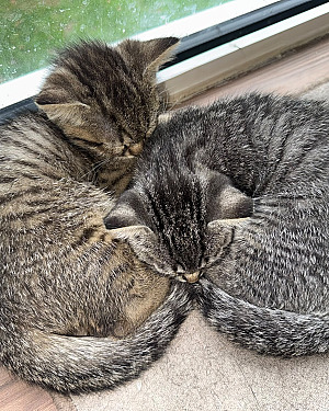 Kittens the koop!!