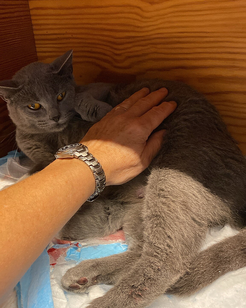 Chartreux kittens verwacht