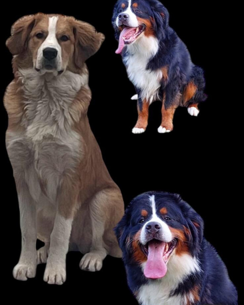 Mooie kruising bernersennenhond/sintbernard-bernersenner