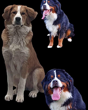Mooie kruising bernersennenhond/sintbernard-bernersenner