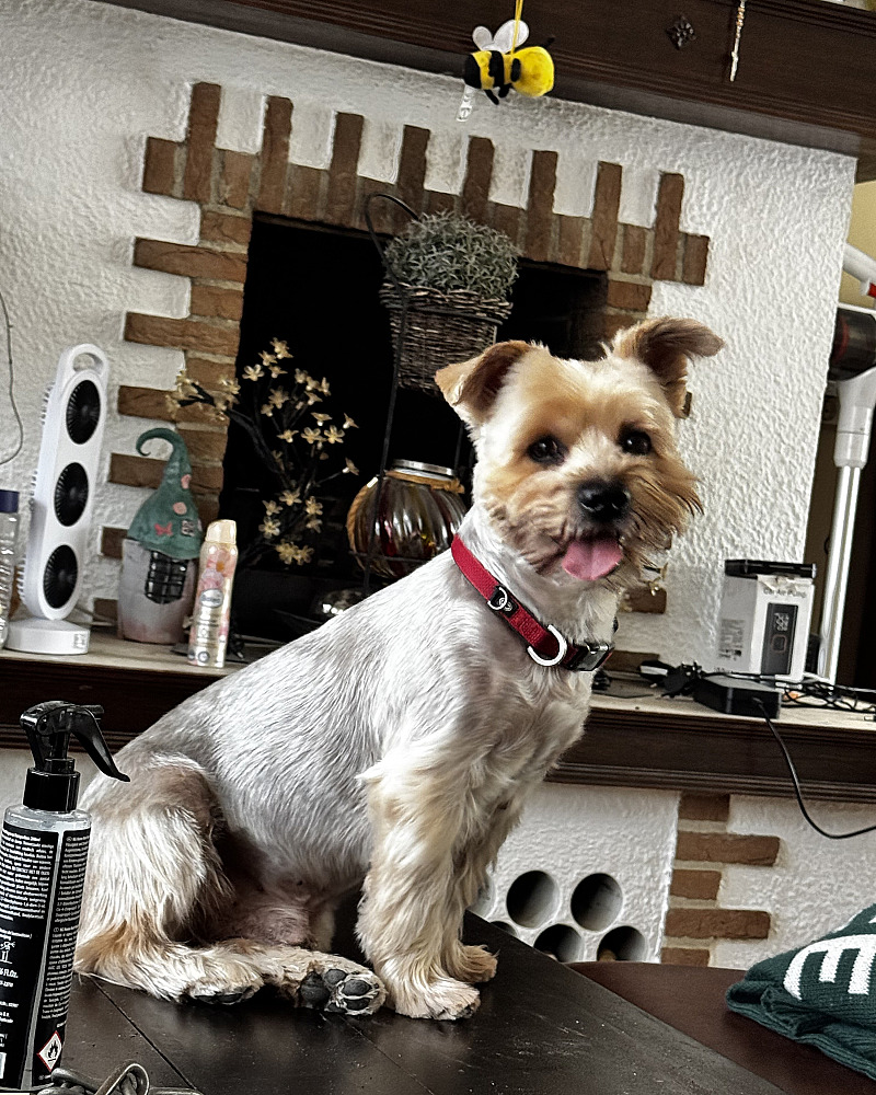 Yorkshire Terrier