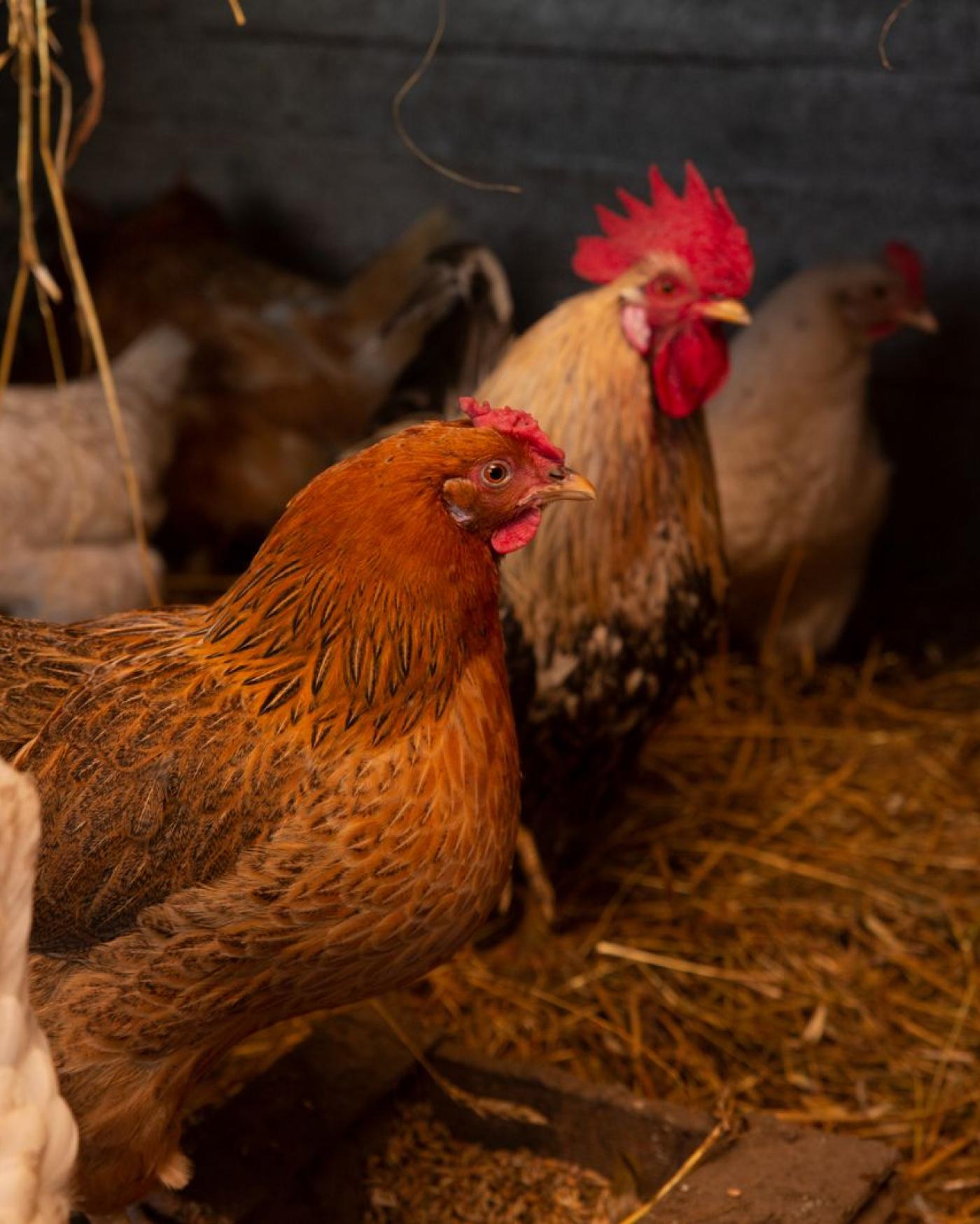Vogelgriep en je hobbykippen: wat de regels voor jou betekenen