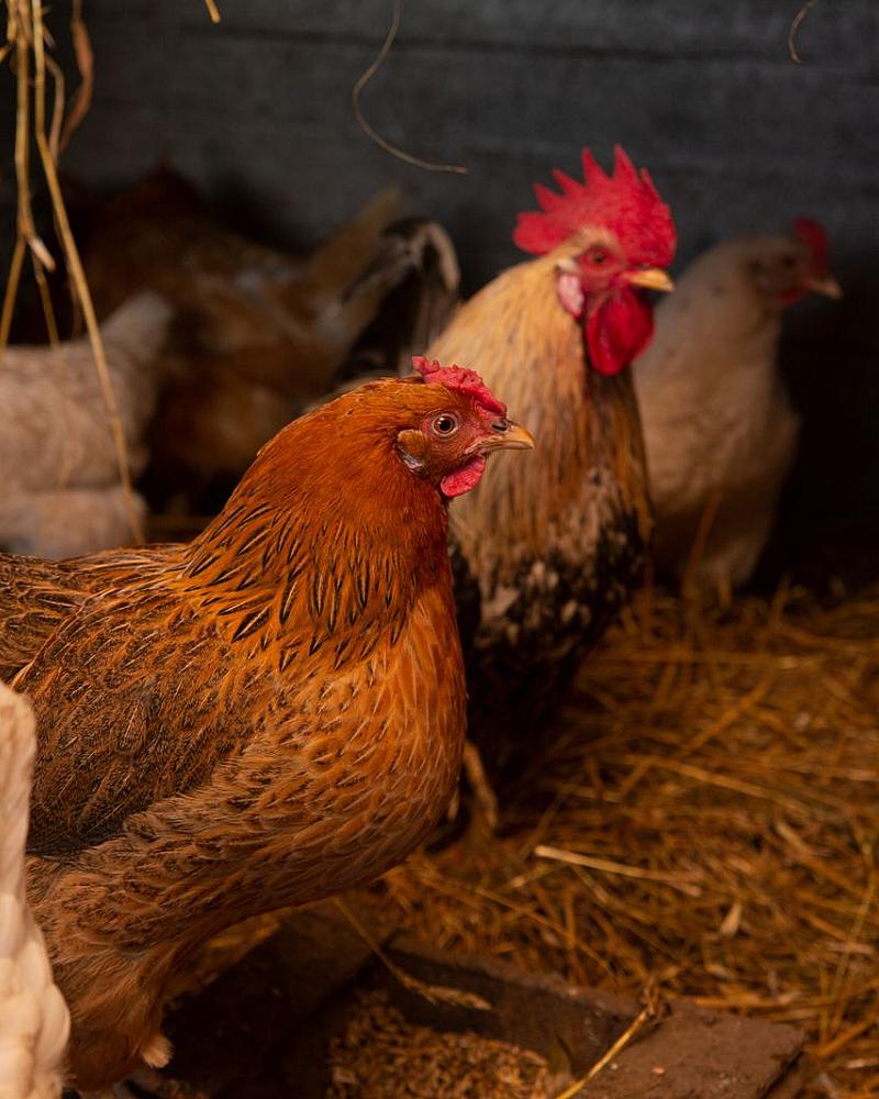 Vogelgriep en je hobbykippen: wat de regels voor jou betekenen