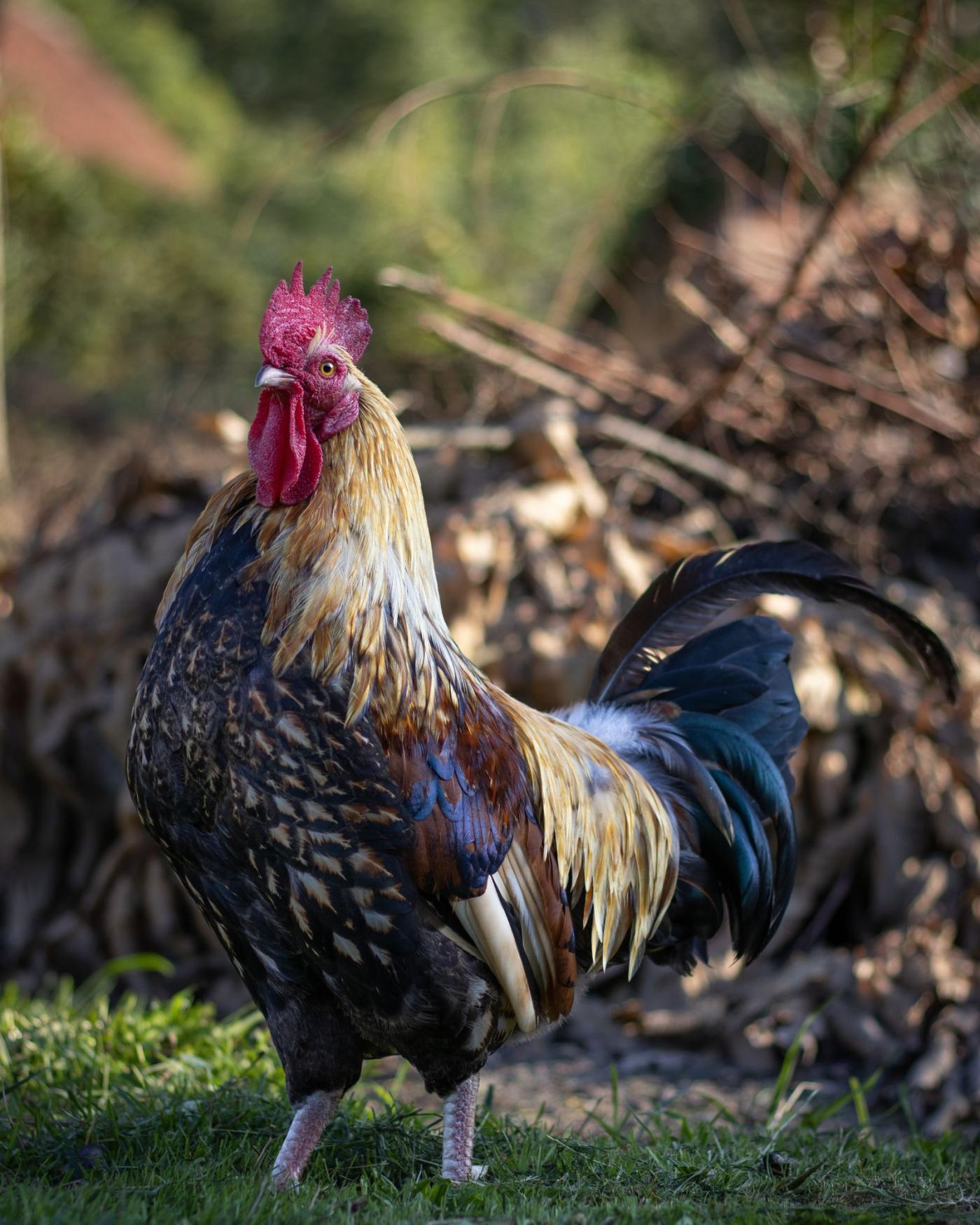 Welk kippenras past bij mij? Leggers, sierkippen en dubbeldoelrassen