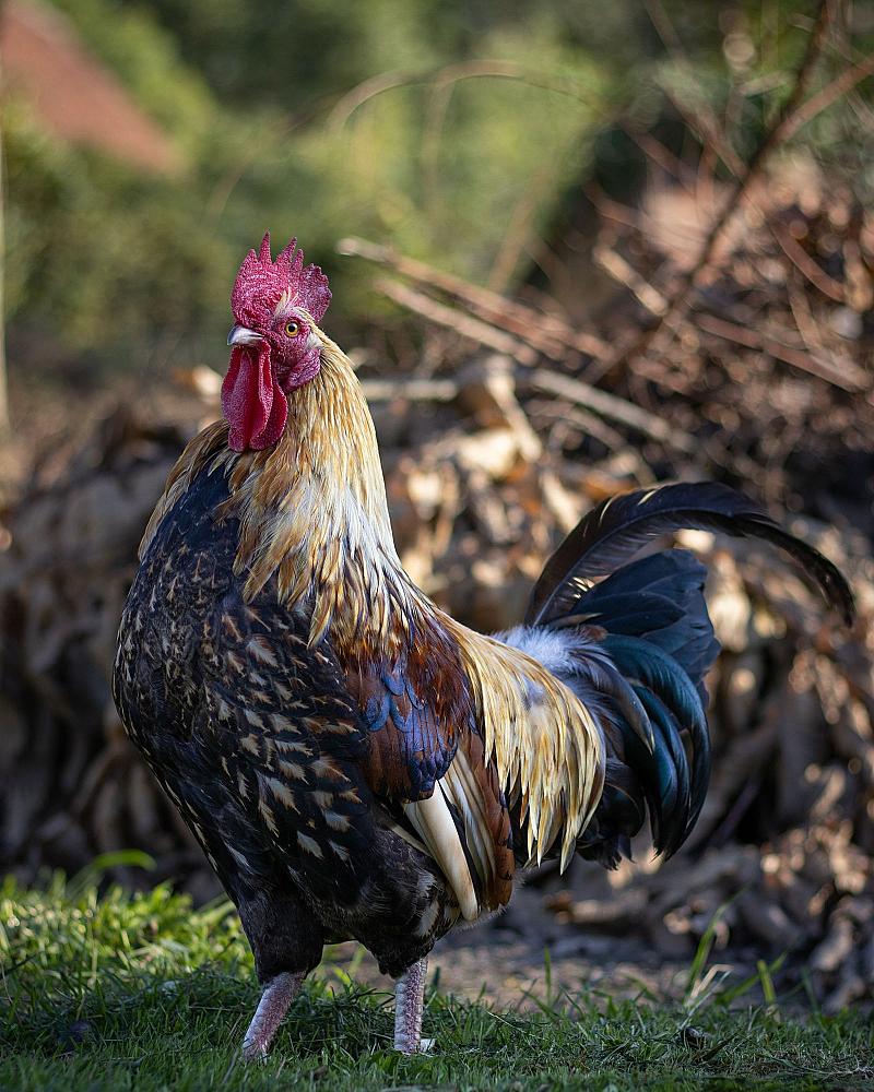 Welk kippenras past bij mij? Leggers, sierkippen en dubbeldoelrassen