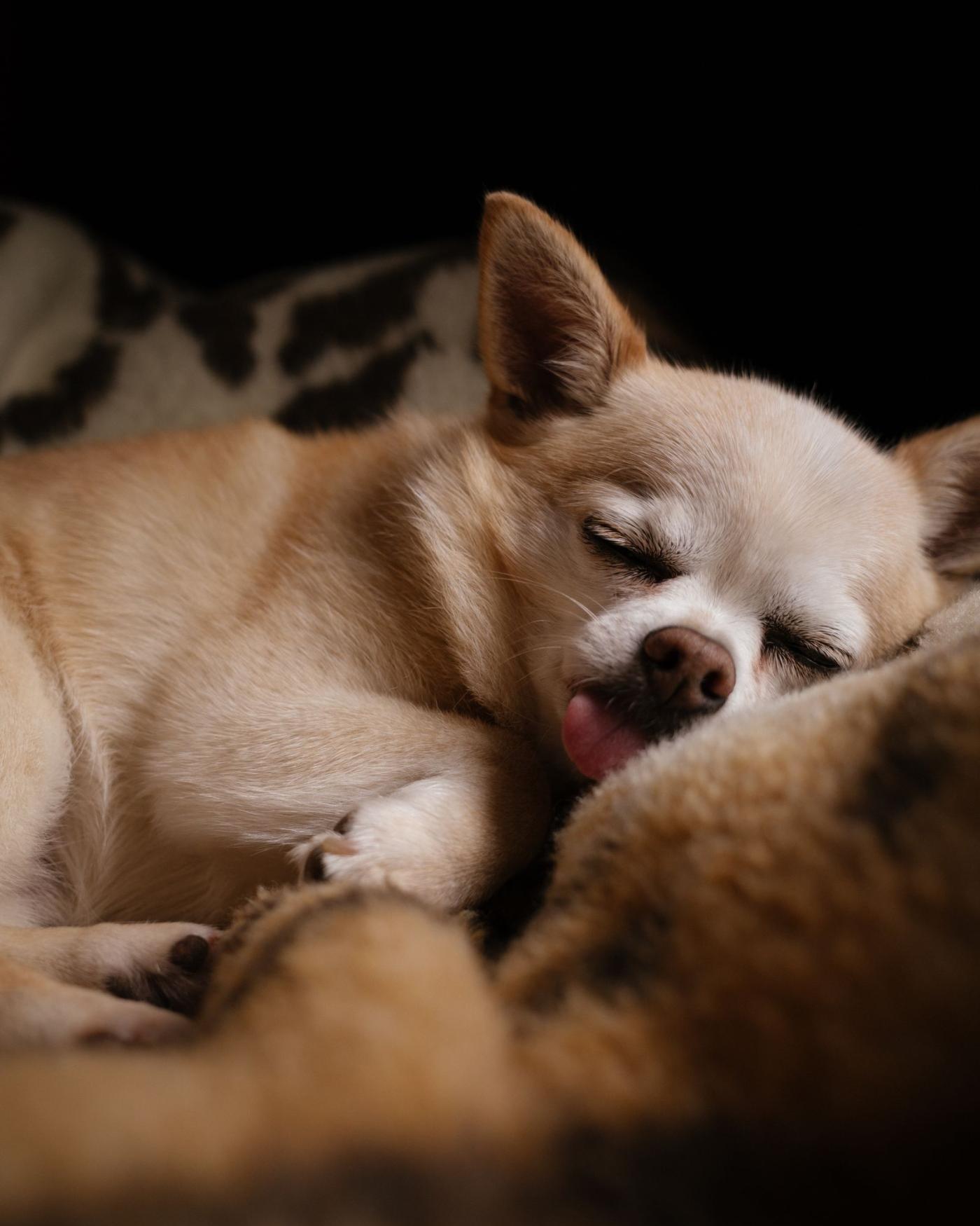 Je puppy de eerste weken thuis: zo pak je het aan